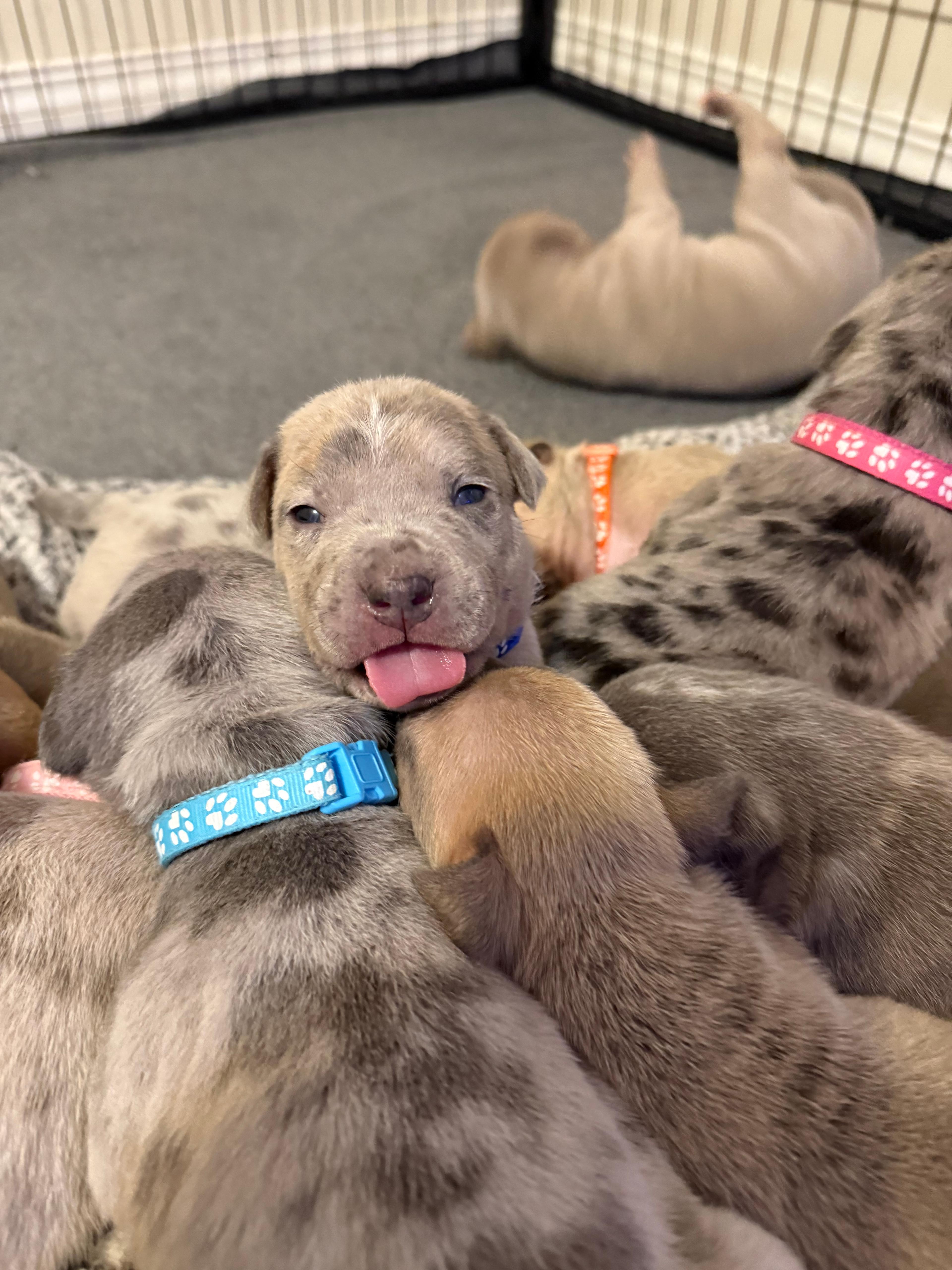 Photo of American Bully Puppies! 