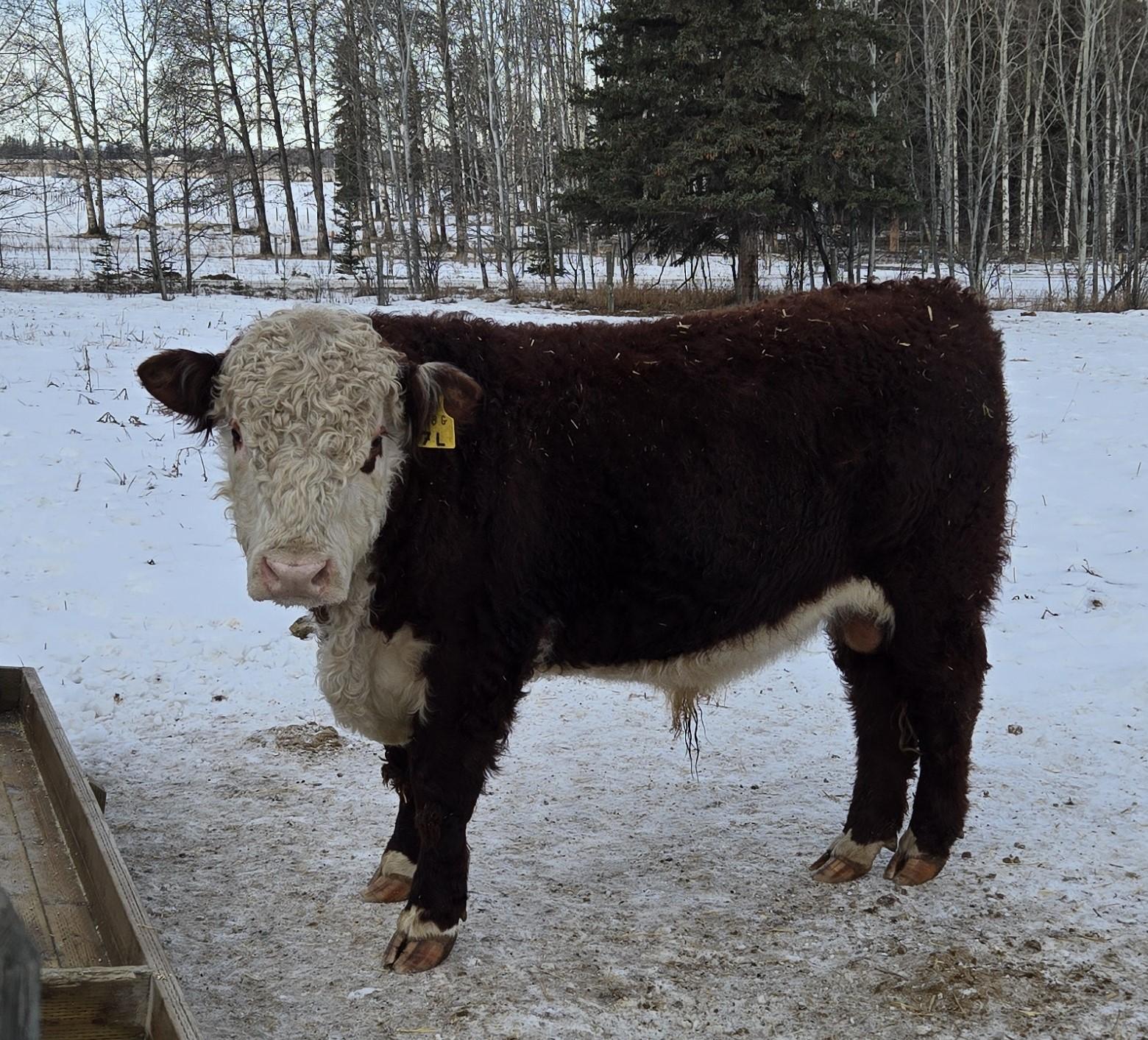 Photo of 2-yr-old Polled Hereford Bulls