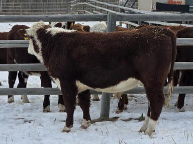 Photo of 2-yr-old Polled Hereford Bulls - 2