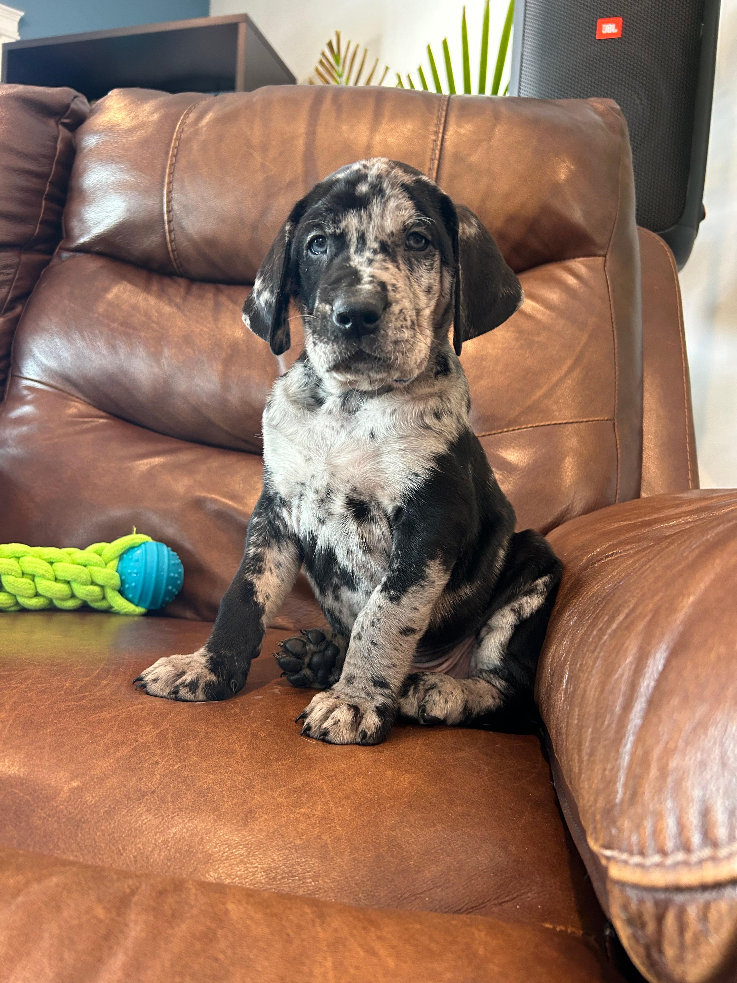 Photo of Leopard Catahoula x Lab puppies available!!