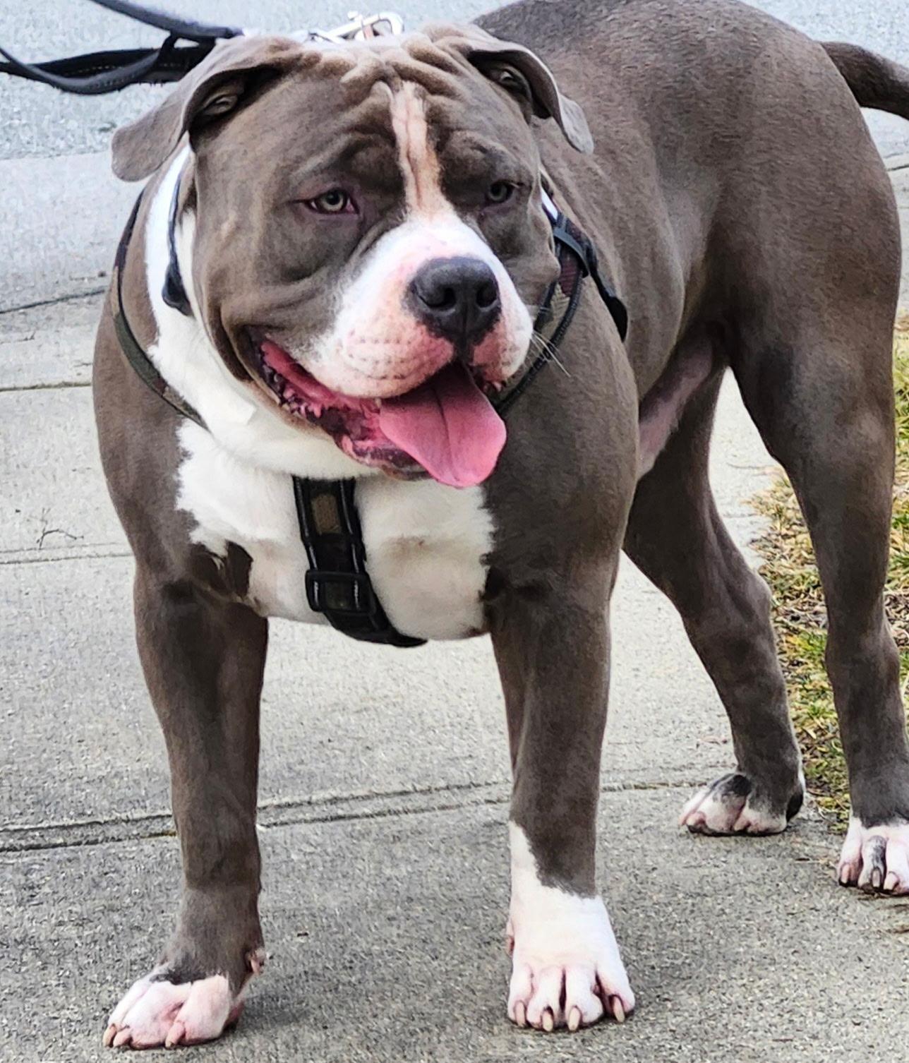 Photo of Bluenose Bully - STUD