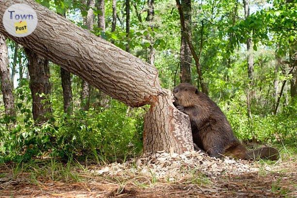 Photo of Dam beavers cutting trees or flooding your property?