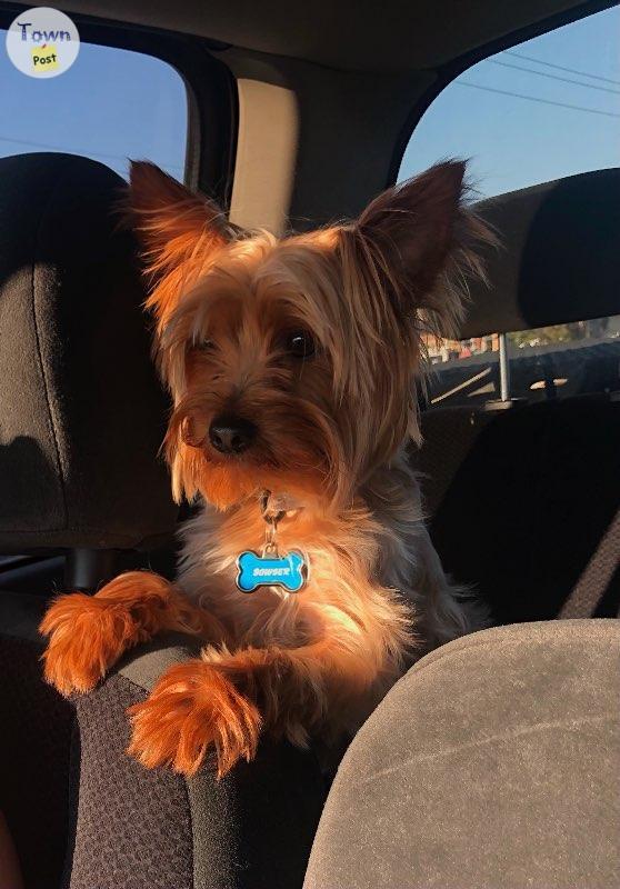 Yorkie Stud - 4 - 689563-1647965767