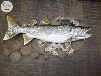 Photo of Lake trout mount - 1