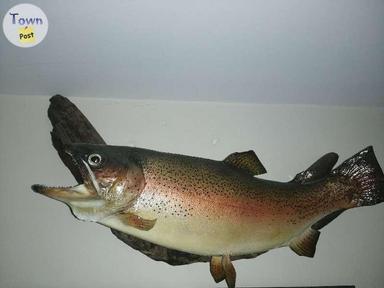 Photo of 4 trout mounts - 1