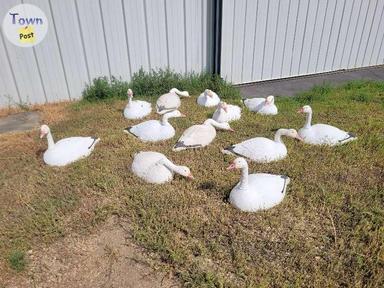 Photo of G&H  MAGNUM 27" SNOW GEESE DECOYS 27"  DELUXE USA MADE,   - 1