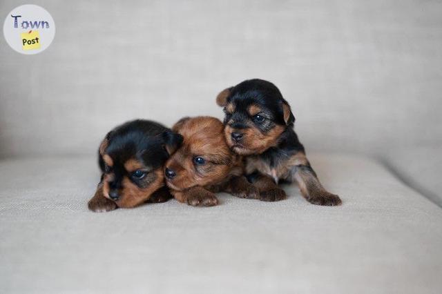 Yorkie Stud - 20 - 689563-1672626371