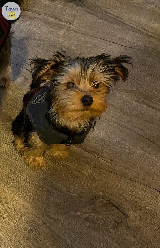 Yorkie Stud - 23 - 689563-1677823856_1