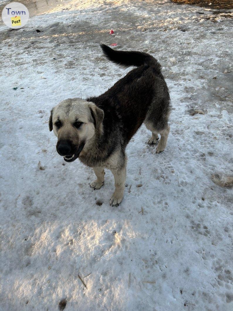 Photo of Farm dogs - Pyrenees cross