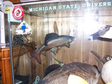 Photo of Fish Mounts For Sale - 1