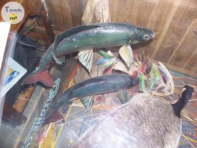 Photo of Fish Mounts For Sale - 2