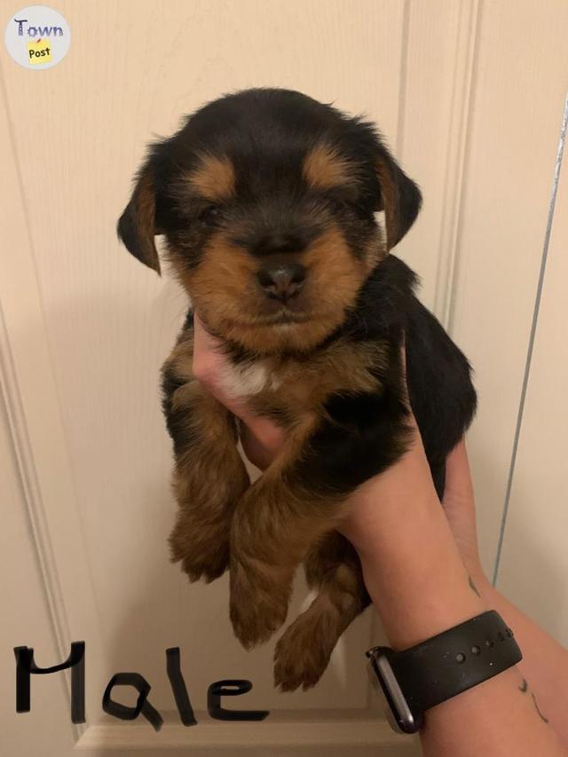 Yorkie Stud - 25 - 689563-1685235671