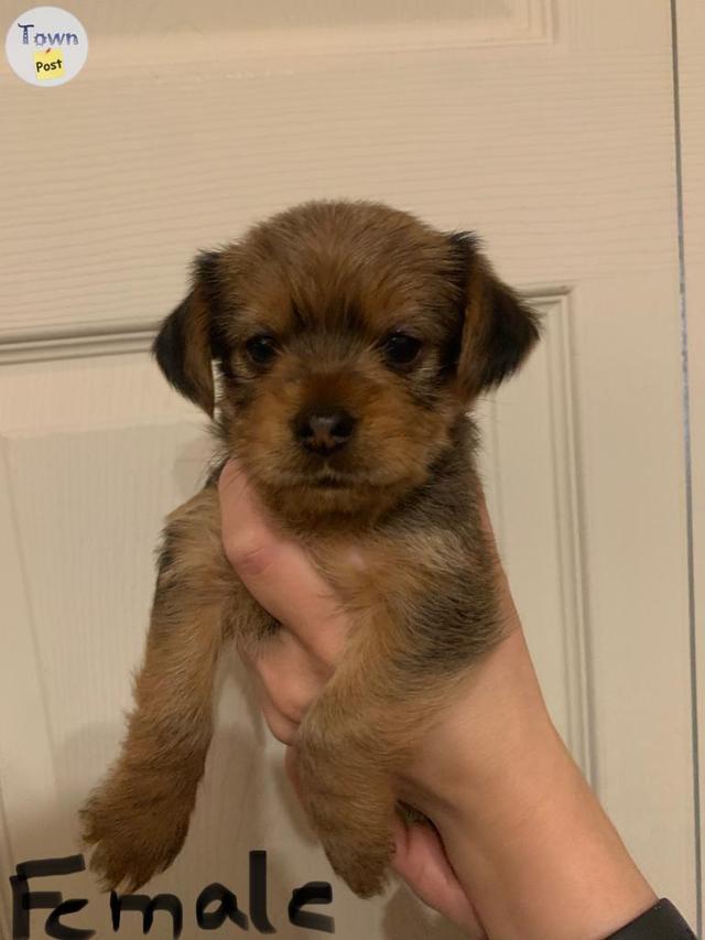 Yorkie Stud - 28 - 689563-1685235671_2