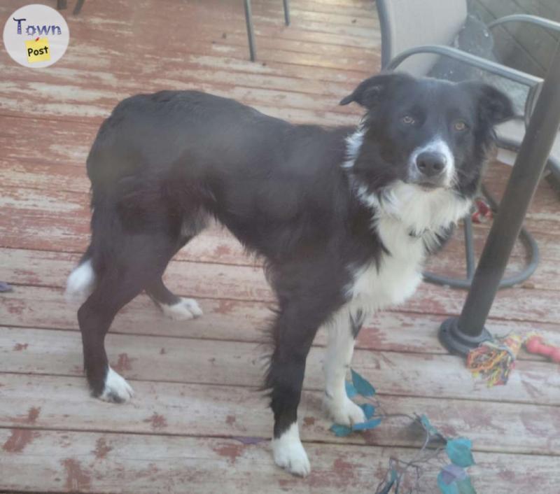 Photo of Border Collie Male