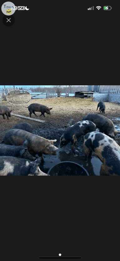 Photo of Sows and Gilts - pigs for sale - 1