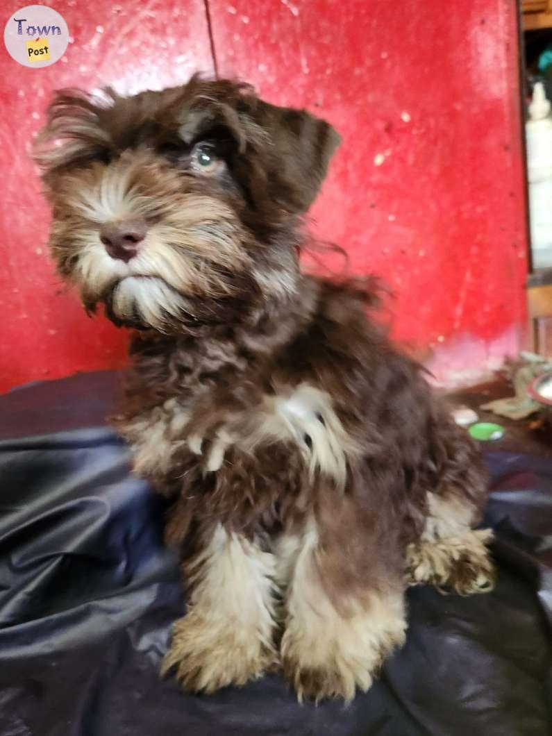 Photo of Liver and tan miniature Schnauzers