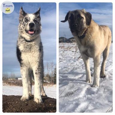 Photo of Low Content Wolfdog Puppies For Sale (Kangal, Australian Shepherd, Malamute, Gray Wolf Mix) - 1