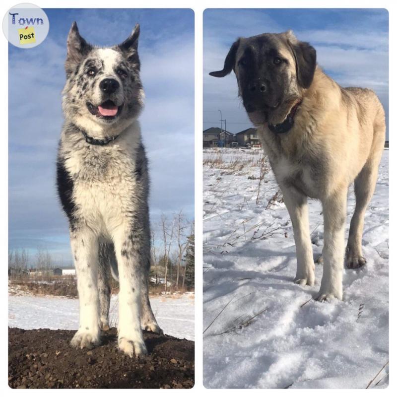 Photo of Low Content Wolfdog Puppies For Sale (Kangal, Australian Shepherd, Malamute, Gray Wolf Mix)