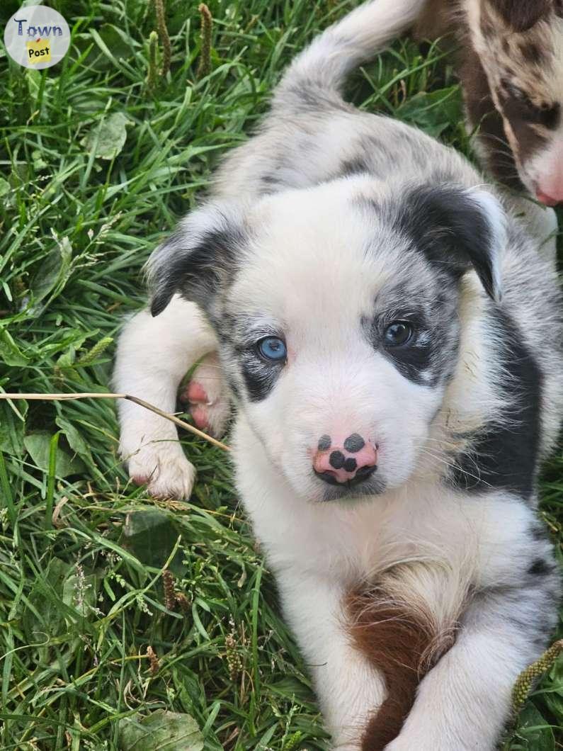 Photo of Border collie puppies