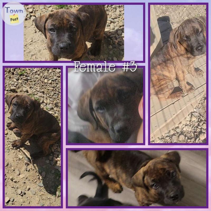 Photo of English Bull Mastiff Cane Corso 1F left