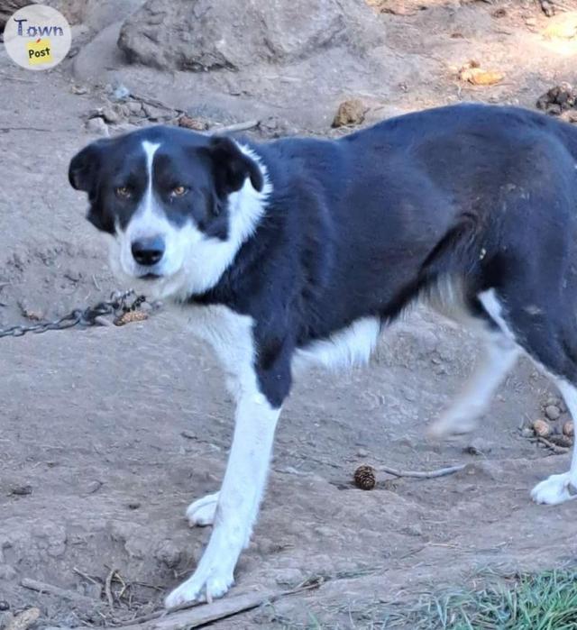 Photo of Wolf hybred Malamute/Huskey cross