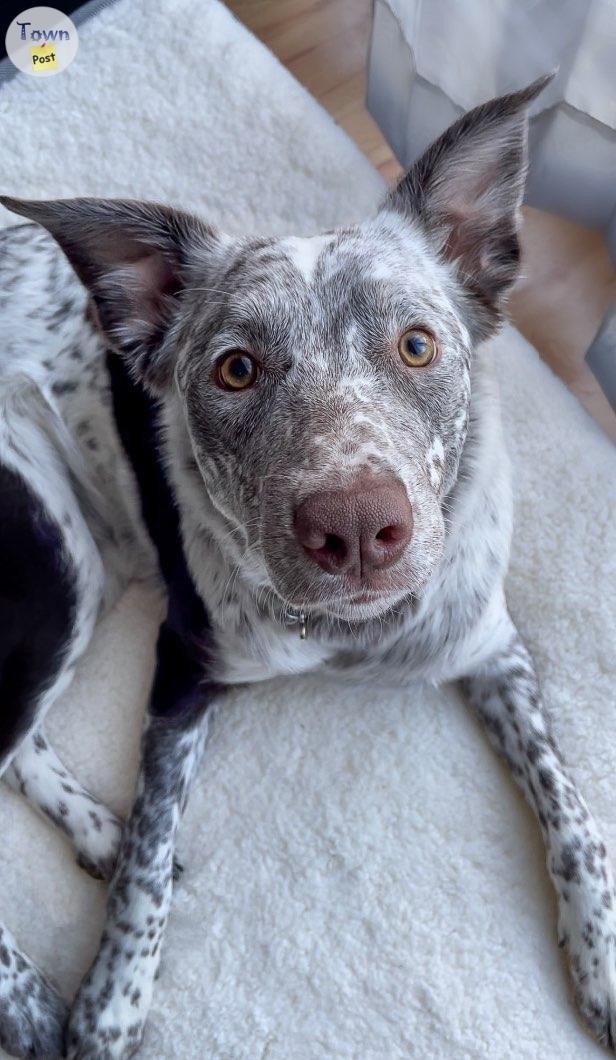 Photo of 2 Year Old Heeler/Collie