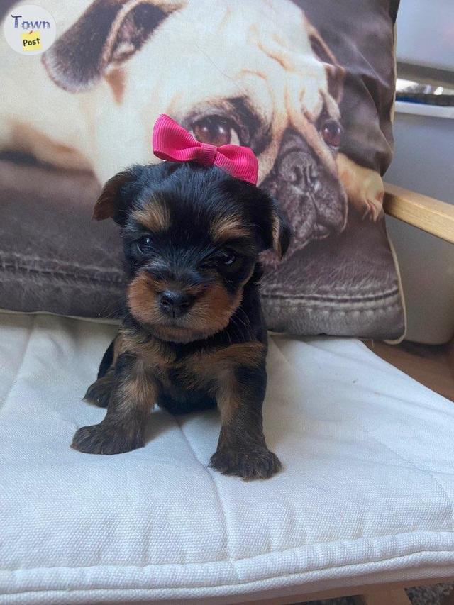 Yorkie Stud - 31 - 689563-1700863884_0