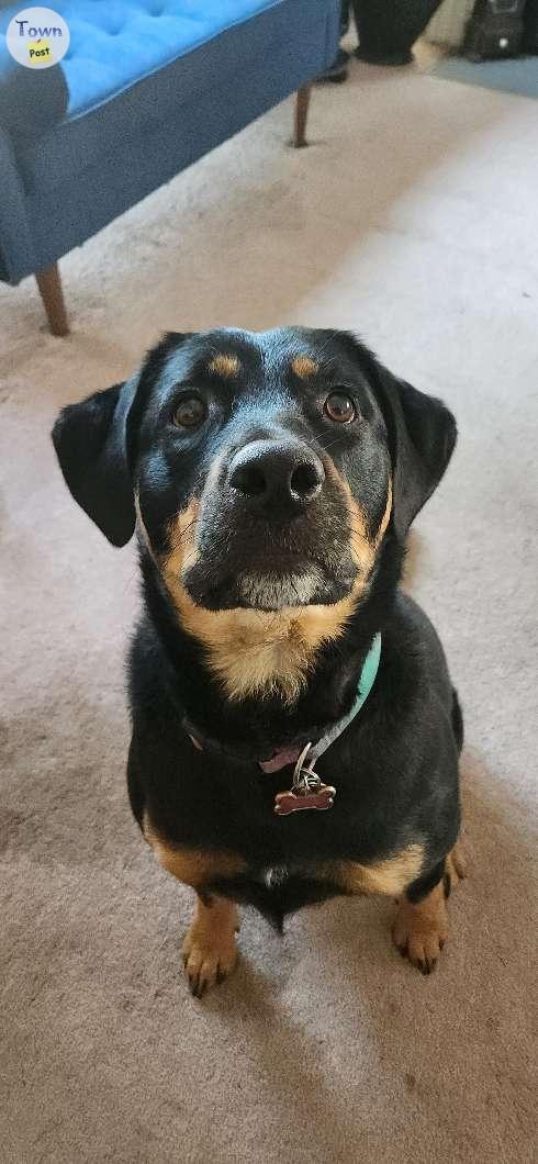 Photo of Rottweiler/German Shepherd X for Rehoming