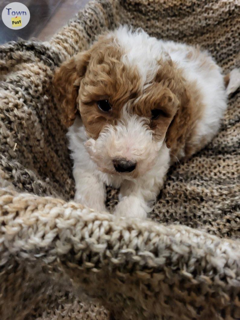 Photo of Beautiful Goldendoodle puppies