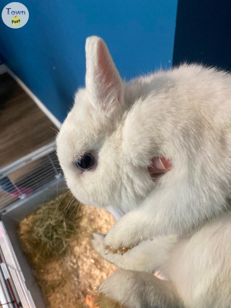 Photo of Purebred Netherland dwarf bunny white blue eyes