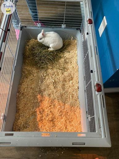 Photo of Purebred Netherland dwarf bunny white blue eyes - 2