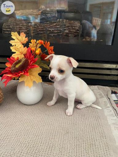 Photo of Adorable Chihuahua Puppies For Rehoming  - 1