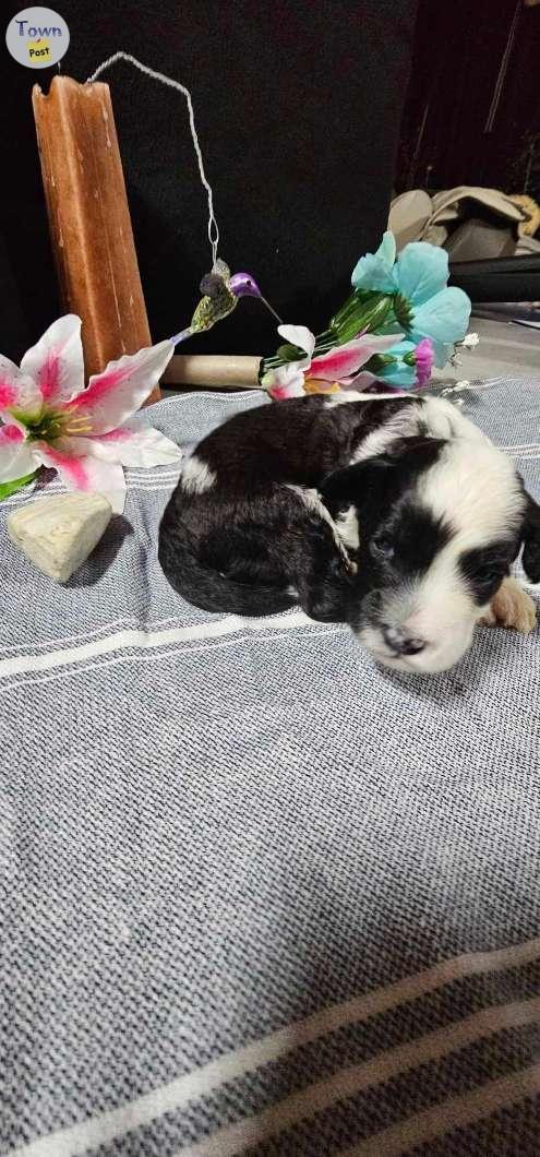 Photo of Portuguese Water Dog Puppies