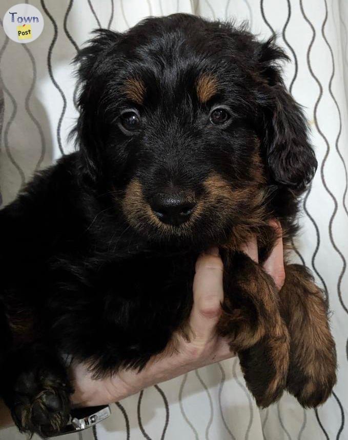 Photo of Minnie AussieDoodle 