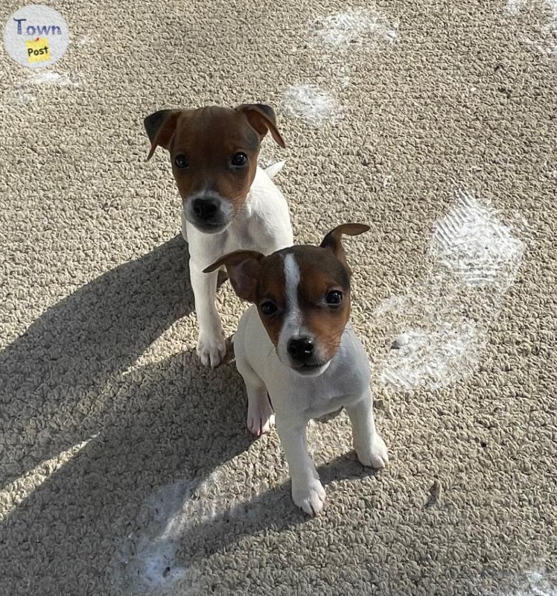 Photo of Jack Russell terrier puppies for sale