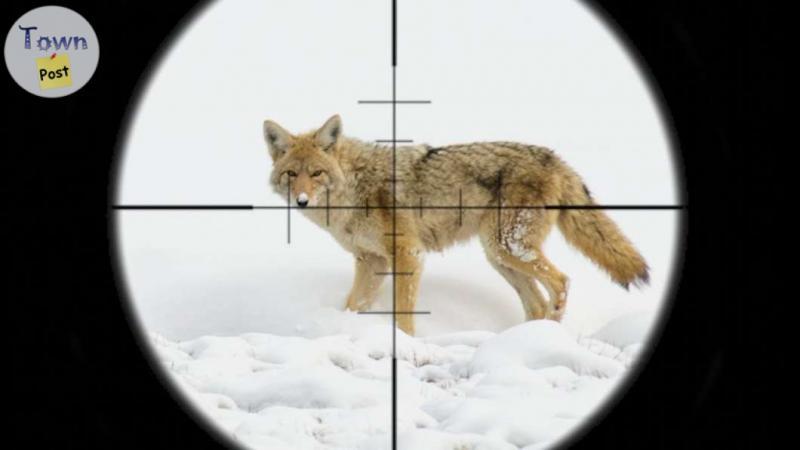 Photo of  Coyote Hunting Service 