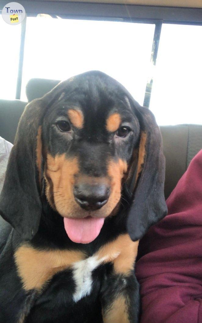 Photo of Coon hound pup