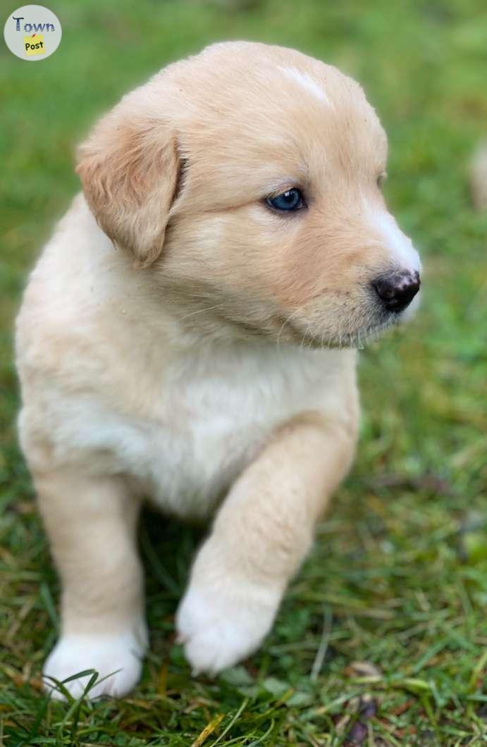 Photo of Golden Retriever x Border Collie x Shepherd Cross Puppies