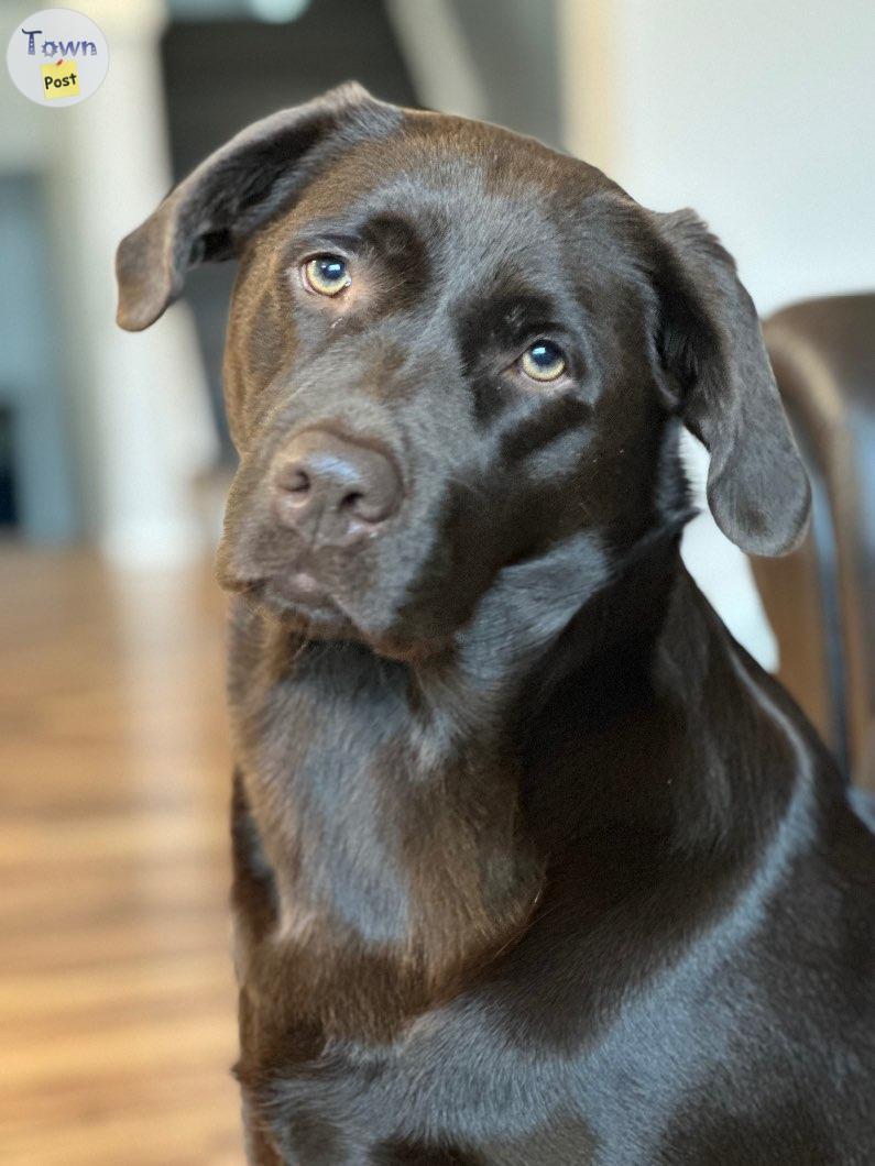 Photo of Purebred registered chocolate lab 