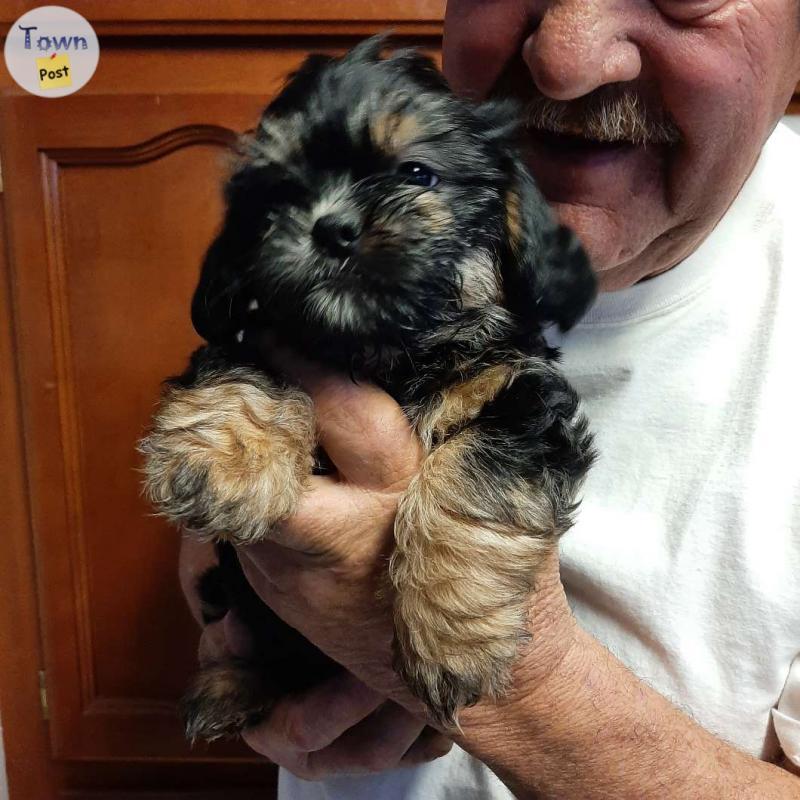 Photo of 3 male 2 female non shedding/ hypoallergenic Shih tzu, Shih tzu yorkie cross puppies