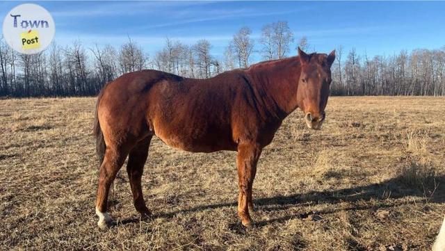 Photo of American Quarter Horse For Sale