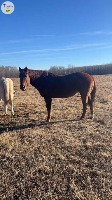 Photo of American Quarter Horse For Sale - 2