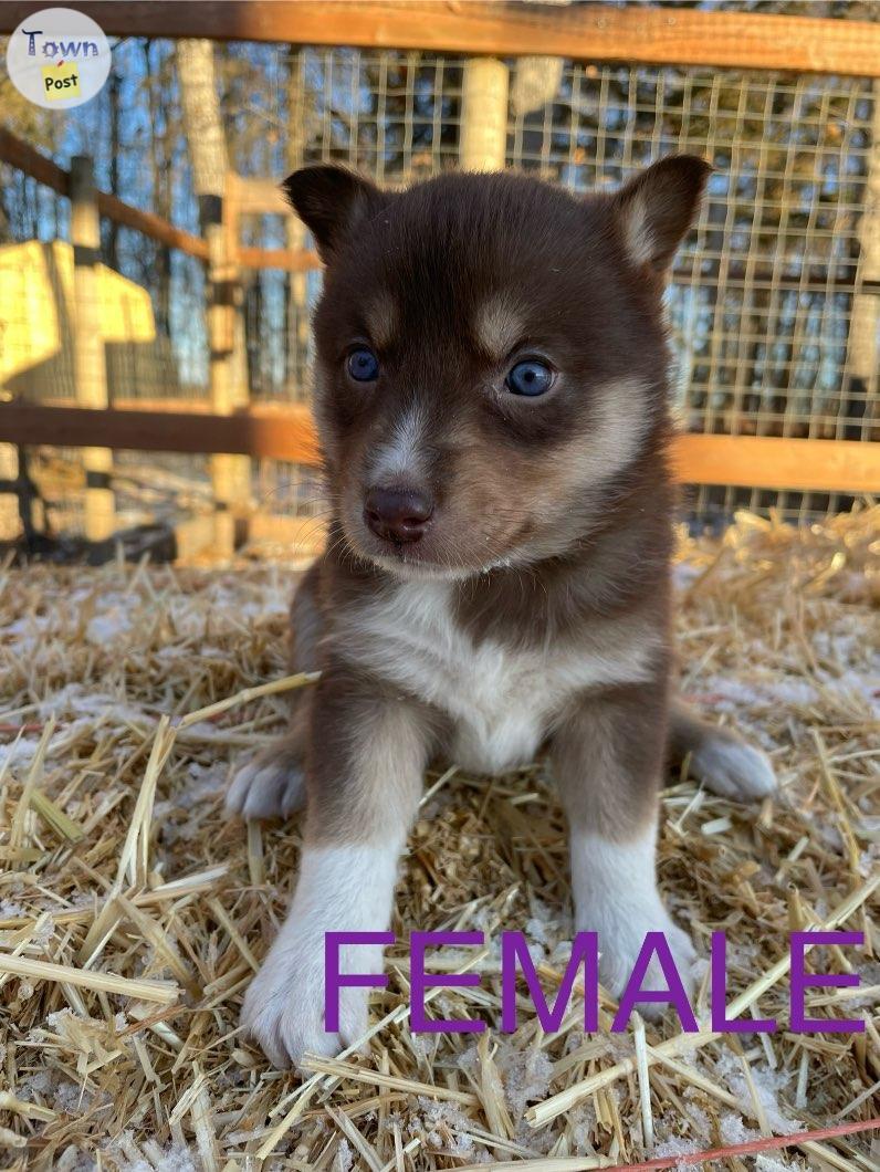 Photo of Husky/Red Merle Collie puppies 