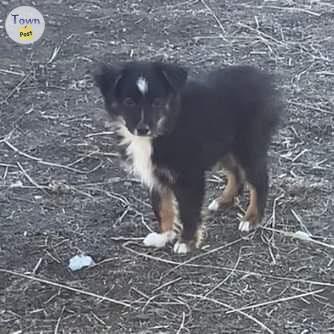 Photo of Registered mini Australian shepherd - 2