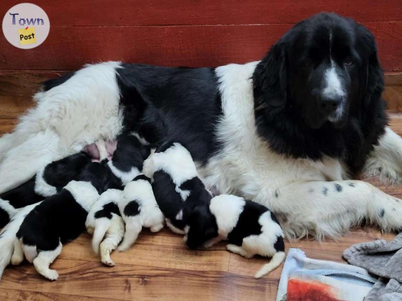 Photo of BEAUTIFUL CUTE AMAZING NEWFOUNDLAND LANDSEER PUPPIES