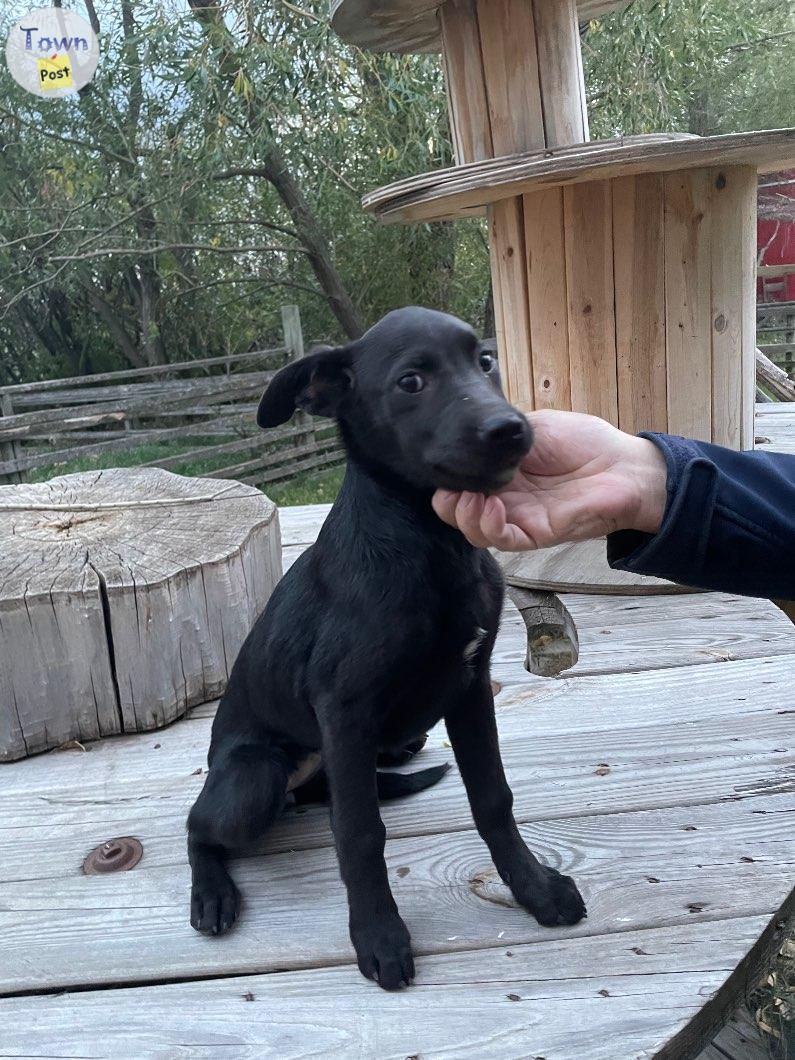 Photo of German Shepard/ black lab cross