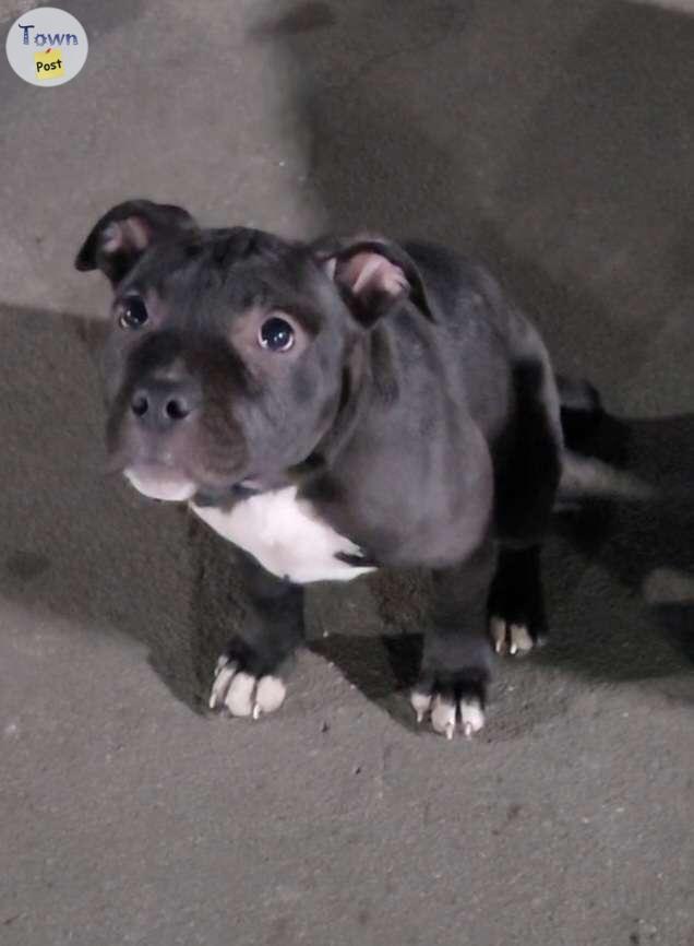 Photo of American bully pups duel registered 