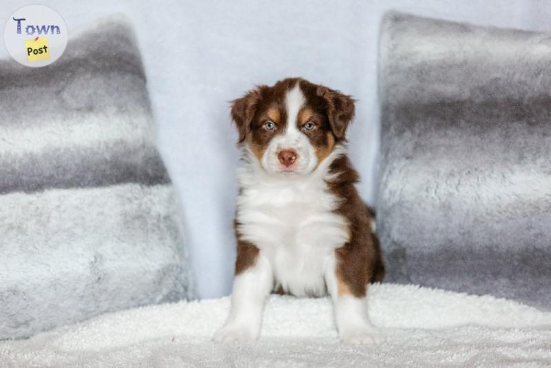 Photo of Australian Shepherds puppies 11weeks old