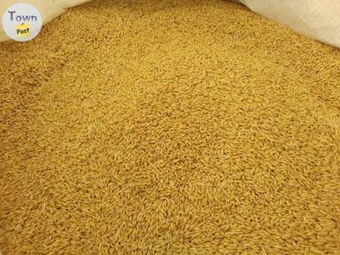 Photo of Feed Barley - 1