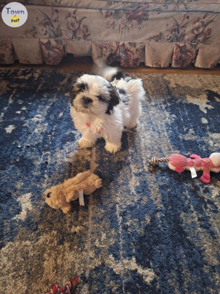 Photo of Shih tzu female 